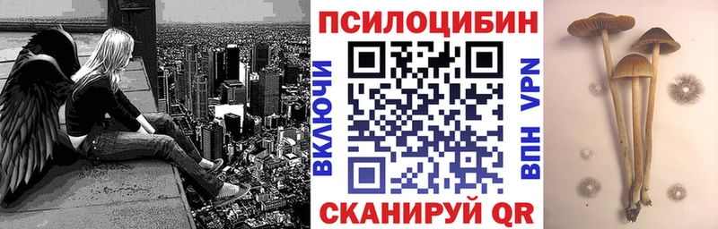 Галлюциногенные грибы Psilocybine cubensis  Невель 